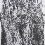 Peppermint Eucalyptus, Tree frottage with charcoal drawing