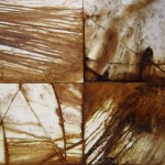 Eucalyptus Trees, Tasmania, 2004