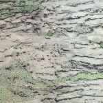 NewTreeswithGreenDots13