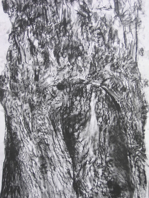 Peppermint Eucalyptus, Tree frottage with charcoal drawing