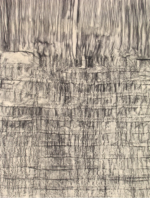 Royal Palm, Tree frottage with charcoal drawing