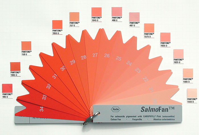 salmon fan